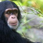 Una chimpancé sorprende al revisar el trabajo de un fotógrafo